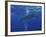 Whale Shark And Diver, Maldives-Stocktrek Images-Framed Photographic Print
