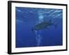 Whale Shark And Diver, Maldives-Stocktrek Images-Framed Photographic Print