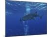 Whale Shark And Diver, Maldives-Stocktrek Images-Mounted Photographic Print