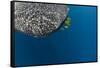 Whale Shark and Golden Trevally, Cenderawasih Bay, West Papua, Indonesia-Pete Oxford-Framed Stretched Canvas