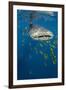 Whale Shark and Golden Trevally, Cenderawasih Bay, West Papua, Indonesia-Pete Oxford-Framed Premium Photographic Print