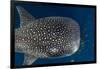 Whale Shark and Golden Trevally, Cenderawasih Bay, West Papua, Indonesia-Pete Oxford-Framed Premium Photographic Print