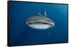 Whale Shark and Golden Trevally, Cenderawasih Bay, West Papua, Indonesia-Pete Oxford-Framed Stretched Canvas