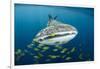 Whale Shark and Golden Trevally, Cenderawasih Bay, West Papua, Indonesia-Pete Oxford-Framed Premium Photographic Print