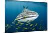 Whale Shark and Golden Trevally, Cenderawasih Bay, West Papua, Indonesia-Pete Oxford-Mounted Premium Photographic Print