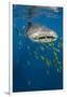 Whale Shark and Golden Trevally, Cenderawasih Bay, West Papua, Indonesia-Pete Oxford-Framed Premium Photographic Print