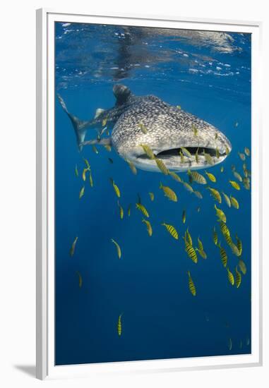 Whale Shark and Golden Trevally, Cenderawasih Bay, West Papua, Indonesia-Pete Oxford-Framed Premium Photographic Print