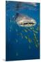 Whale Shark and Golden Trevally, Cenderawasih Bay, West Papua, Indonesia-Pete Oxford-Mounted Premium Photographic Print