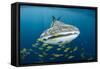 Whale Shark and Golden Trevally, Cenderawasih Bay, West Papua, Indonesia-Pete Oxford-Framed Stretched Canvas