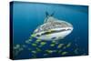 Whale Shark and Golden Trevally, Cenderawasih Bay, West Papua, Indonesia-Pete Oxford-Stretched Canvas
