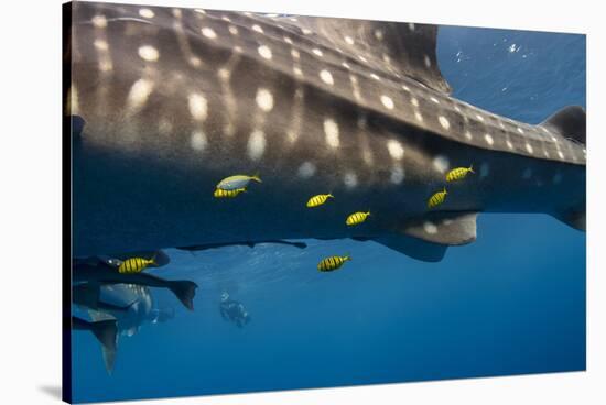 Whale Shark and Golden Trevally, Cenderawasih Bay, West Papua, Indonesia-Pete Oxford-Stretched Canvas