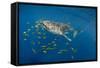 Whale Shark and Golden Trevally, Cenderawasih Bay, West Papua, Indonesia-Pete Oxford-Framed Stretched Canvas