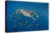 Whale Shark and Golden Trevally, Cenderawasih Bay, West Papua, Indonesia-Pete Oxford-Stretched Canvas