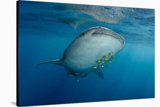 Whale Shark and Golden Trevally, Cenderawasih Bay, West Papua, Indonesia-Pete Oxford-Stretched Canvas