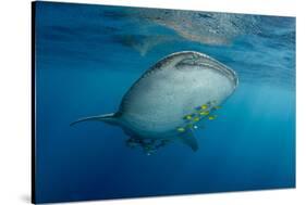 Whale Shark and Golden Trevally, Cenderawasih Bay, West Papua, Indonesia-Pete Oxford-Stretched Canvas