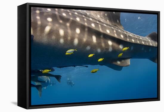 Whale Shark and Golden Trevally, Cenderawasih Bay, West Papua, Indonesia-Pete Oxford-Framed Stretched Canvas
