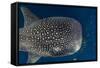 Whale Shark and Golden Trevally, Cenderawasih Bay, West Papua, Indonesia-Pete Oxford-Framed Stretched Canvas