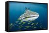 Whale Shark and Golden Trevally, Cenderawasih Bay, West Papua, Indonesia-Pete Oxford-Framed Stretched Canvas