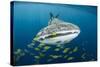 Whale Shark and Golden Trevally, Cenderawasih Bay, West Papua, Indonesia-Pete Oxford-Stretched Canvas