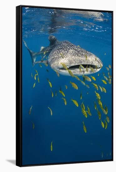 Whale Shark and Golden Trevally, Cenderawasih Bay, West Papua, Indonesia-Pete Oxford-Framed Stretched Canvas