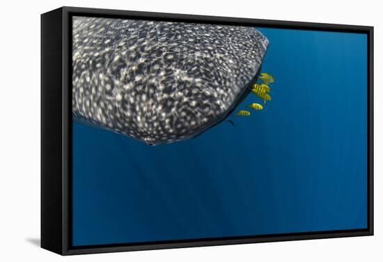 Whale Shark and Golden Trevally, Cenderawasih Bay, West Papua, Indonesia-Pete Oxford-Framed Stretched Canvas