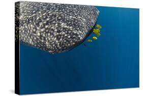 Whale Shark and Golden Trevally, Cenderawasih Bay, West Papua, Indonesia-Pete Oxford-Stretched Canvas