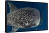 Whale Shark and Golden Trevally, Cenderawasih Bay, West Papua, Indonesia-Pete Oxford-Framed Stretched Canvas