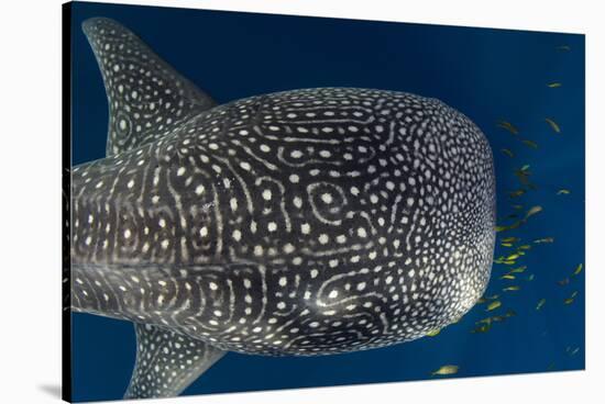 Whale Shark and Golden Trevally, Cenderawasih Bay, West Papua, Indonesia-Pete Oxford-Stretched Canvas