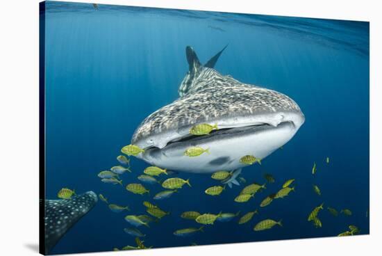 Whale Shark and Golden Trevally, Cenderawasih Bay, West Papua, Indonesia-Pete Oxford-Stretched Canvas