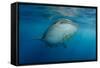 Whale Shark and Golden Trevally, Cenderawasih Bay, West Papua, Indonesia-Pete Oxford-Framed Stretched Canvas