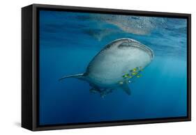 Whale Shark and Golden Trevally, Cenderawasih Bay, West Papua, Indonesia-Pete Oxford-Framed Stretched Canvas