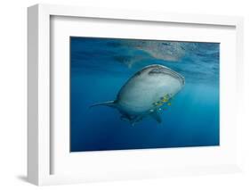 Whale Shark and Golden Trevally, Cenderawasih Bay, West Papua, Indonesia-Pete Oxford-Framed Photographic Print