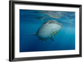 Whale Shark and Golden Trevally, Cenderawasih Bay, West Papua, Indonesia-Pete Oxford-Framed Photographic Print