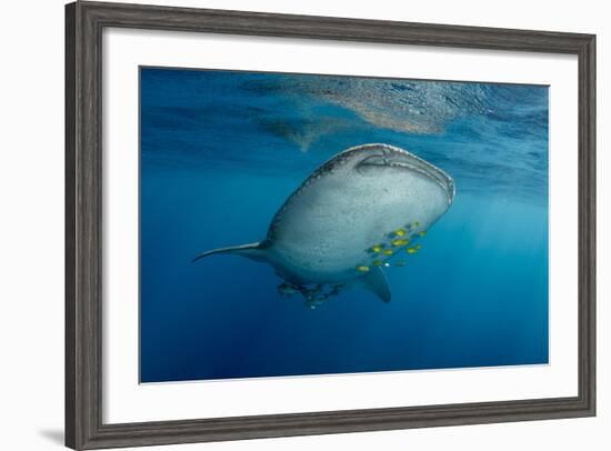 Whale Shark and Golden Trevally, Cenderawasih Bay, West Papua, Indonesia-Pete Oxford-Framed Photographic Print