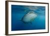 Whale Shark and Golden Trevally, Cenderawasih Bay, West Papua, Indonesia-Pete Oxford-Framed Photographic Print