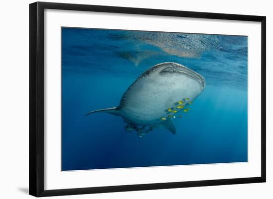 Whale Shark and Golden Trevally, Cenderawasih Bay, West Papua, Indonesia-Pete Oxford-Framed Photographic Print