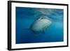 Whale Shark and Golden Trevally, Cenderawasih Bay, West Papua, Indonesia-Pete Oxford-Framed Photographic Print