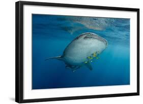 Whale Shark and Golden Trevally, Cenderawasih Bay, West Papua, Indonesia-Pete Oxford-Framed Photographic Print