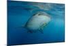 Whale Shark and Golden Trevally, Cenderawasih Bay, West Papua, Indonesia-Pete Oxford-Mounted Photographic Print