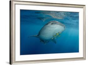 Whale Shark and Golden Trevally, Cenderawasih Bay, West Papua, Indonesia-Pete Oxford-Framed Photographic Print