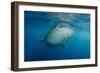 Whale Shark and Golden Trevally, Cenderawasih Bay, West Papua, Indonesia-Pete Oxford-Framed Photographic Print