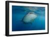 Whale Shark and Golden Trevally, Cenderawasih Bay, West Papua, Indonesia-Pete Oxford-Framed Photographic Print