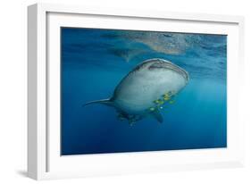 Whale Shark and Golden Trevally, Cenderawasih Bay, West Papua, Indonesia-Pete Oxford-Framed Photographic Print