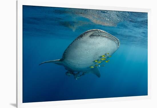 Whale Shark and Golden Trevally, Cenderawasih Bay, West Papua, Indonesia-Pete Oxford-Framed Photographic Print