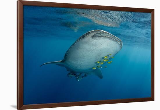 Whale Shark and Golden Trevally, Cenderawasih Bay, West Papua, Indonesia-Pete Oxford-Framed Photographic Print