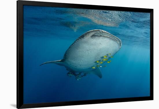 Whale Shark and Golden Trevally, Cenderawasih Bay, West Papua, Indonesia-Pete Oxford-Framed Photographic Print