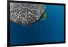 Whale Shark and Golden Trevally, Cenderawasih Bay, West Papua, Indonesia-Pete Oxford-Framed Photographic Print