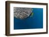 Whale Shark and Golden Trevally, Cenderawasih Bay, West Papua, Indonesia-Pete Oxford-Framed Photographic Print