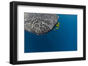 Whale Shark and Golden Trevally, Cenderawasih Bay, West Papua, Indonesia-Pete Oxford-Framed Photographic Print