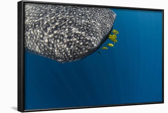 Whale Shark and Golden Trevally, Cenderawasih Bay, West Papua, Indonesia-Pete Oxford-Framed Photographic Print